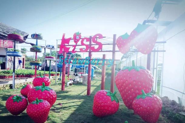 【美丽南方 草莓采摘】南宁美丽南方KISS草莓园农家乐